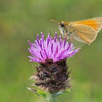 Small Skipper 7 